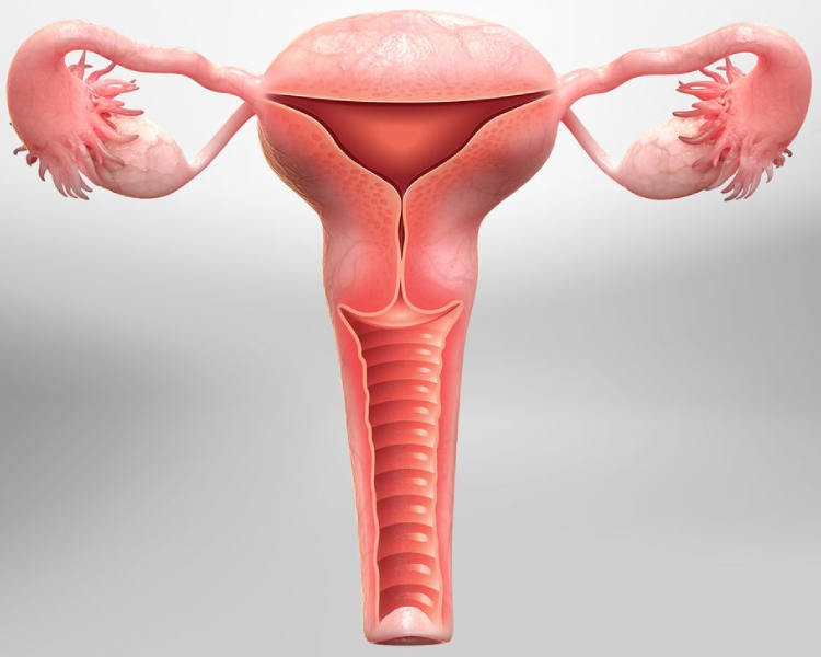 hysterectomy surgery cost in hyderabad